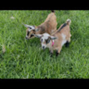 Meet your Posher, Laila